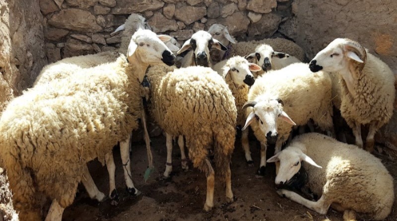 وزارة الفلاحة تعدل قرار منع ذبح إناث الأغنام والماعز