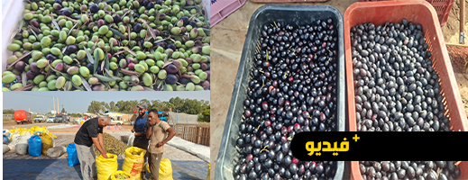 موسم الزيتون بقرية أركمان ينطلق بوفرة وانخفاض في الأسعار