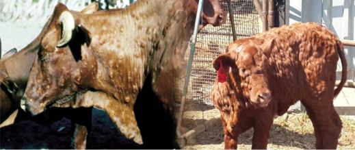 “أونسا” تستنفر مصالحها بعد تسجيل بؤر لمرض معدٍ في قطعان أوروبية