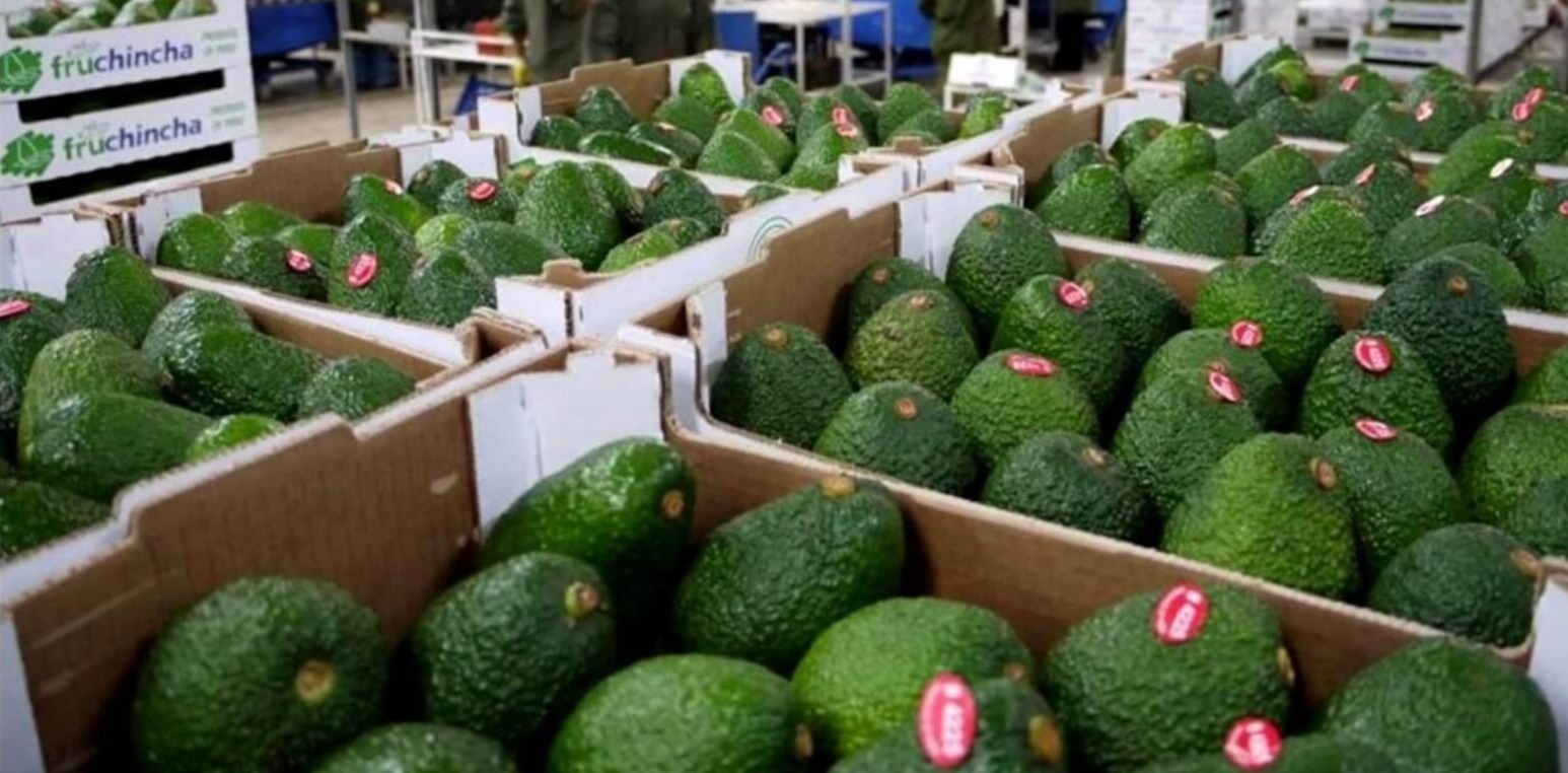 إسبانيا تواجه تحديات بفعل طفرة إنتاج الأفوكادو في المغرب