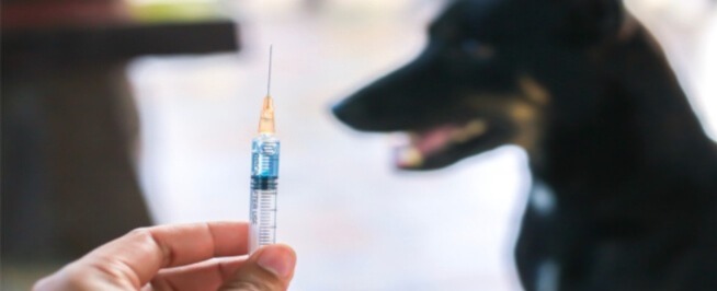 افتقار مستشفى العروي للقاح داء الكلب يضع حياة المواطنين في خطر افتقار مستشفى العروي للقاح داء الكلب يضع حياة المواطنين في خطر