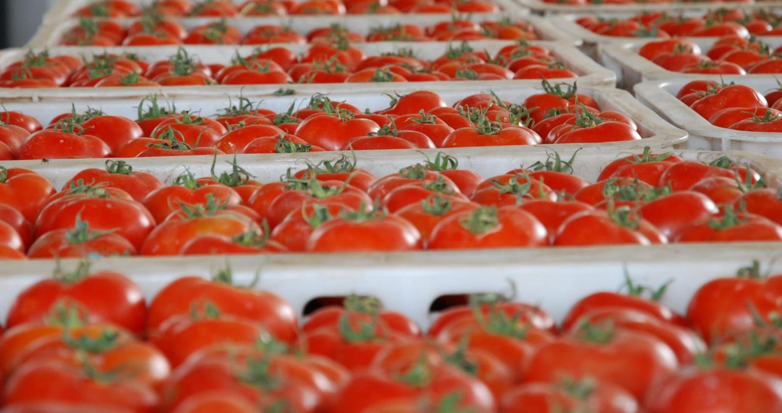 ماحقيقة احتواء طماطم مغربية على بقايا مبيدات؟.. أونسا تخرج عن صمتها ماحقيقة احتواء طماطم مغربية على بقايا مبيدات؟.. أونسا تخرج عن صمتها