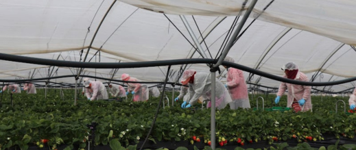 منظمة تحذر من استغلال العاملات المغربيات بإسبانيا