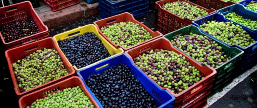 فرنسا تمنع دخول زيتون مغربي بسبب مبيدات محظورة