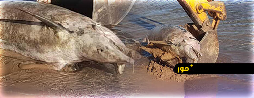 دلفين ضخم نافق على شاطئ أركمان بالناظور.. ظاهرة طبيعية أم أزمة تلوث؟