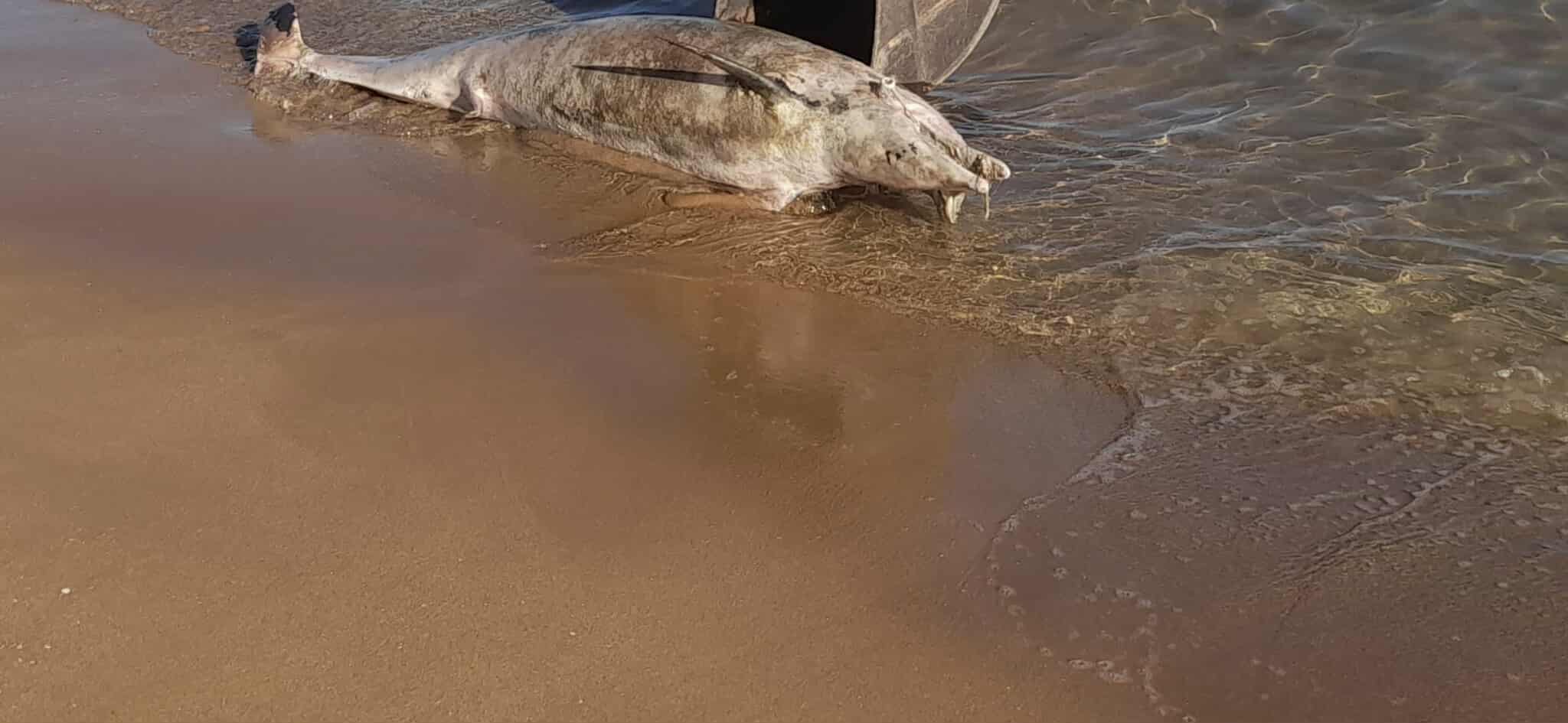 دلفين ضخم نافق على شاطئ أركمان بالناظور.. ظاهرة طبيعية أم أزمة تلوث؟