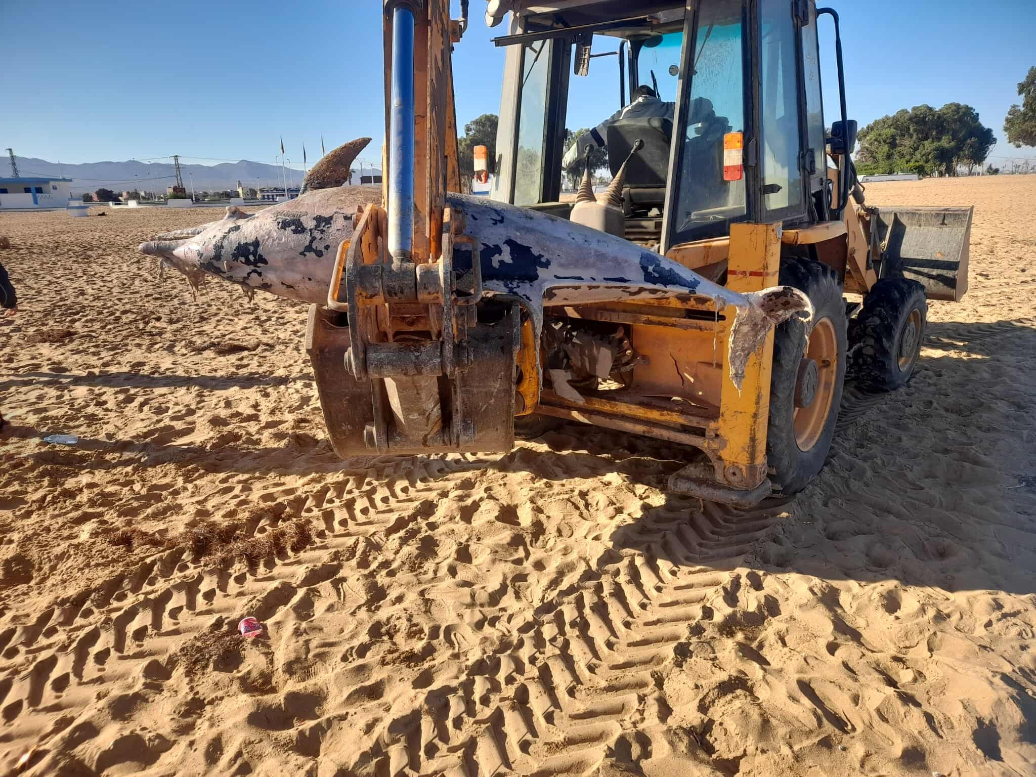 دلفين ضخم نافق على شاطئ أركمان بالناظور.. ظاهرة طبيعية أم أزمة تلوث؟