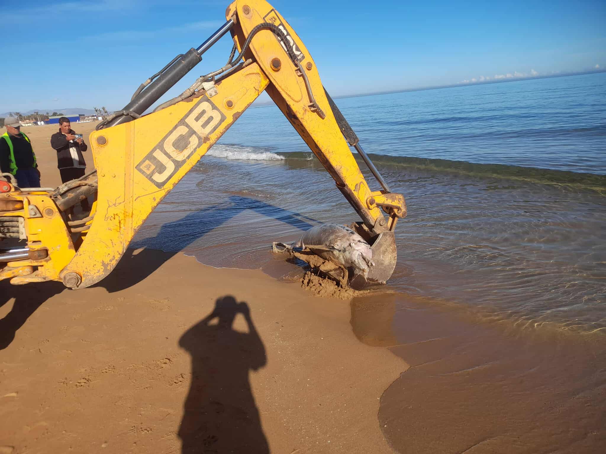 دلفين ضخم نافق على شاطئ أركمان بالناظور.. ظاهرة طبيعية أم أزمة تلوث؟