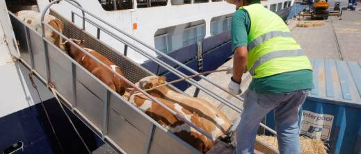 المغرب ثالث أكبر مستورد للماشية من الأوروغواي في العالم سنة 2025