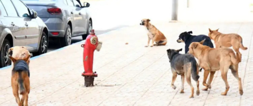 هجوم كلاب ضالة يودي بحياة شخص