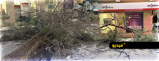 الرياح القوية تسقط شجرة قرب مقهى شهير بالناظور وتصيب شخصا بجروح 