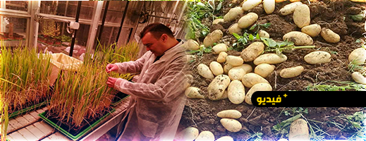 ما حقيقة "البطاطس الملوثة"  ببني سيدال؟.. منتج محلي ينفي وخبير زراعي يوضح