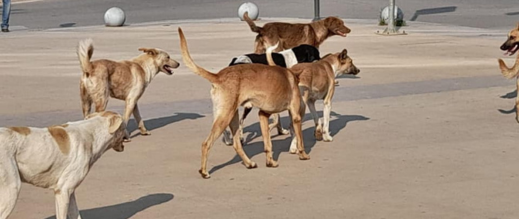 منظمات دولية لحقوق الحيوان تضغط لمنع المغرب من استضافة كأس العالم