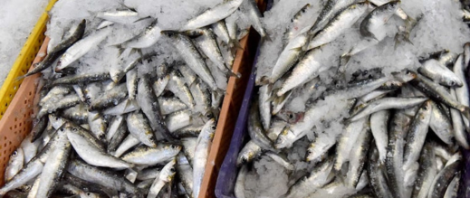 ميناء الحسيمة يعاني الركود بعد هجرة أسراب السردين من سواحلها