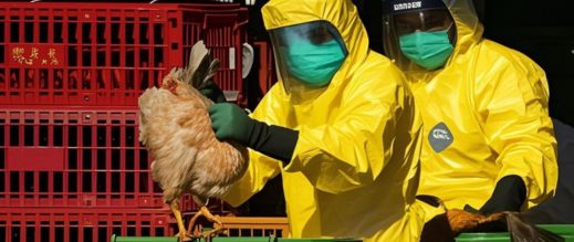 الولايات المتحدة تشهد أول وفاة بشرية بسلالة نادرة من إنفلونزا الطيور