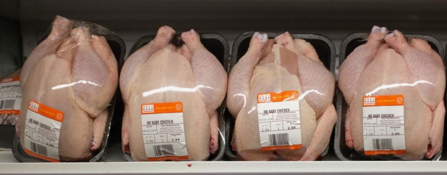 تفشي انفلونزا الطيور يشعل نقاشا واسعا حول الدجاج المستورد من المغرب