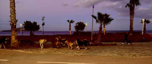كورنيش الناظور.. موقع سياحي يتزين بالكلاب الضالة