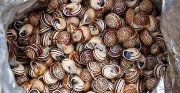 غريب.. سرقة حلزونات بقيمة 100 ألف دولار بفرنسا