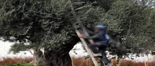 غير بعيد عن الناظور.. سقوط عرضي من شجرة زيتون ينهي حياة ستيني
