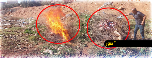 حجز لحوم فاسدة ببن الطيب وإتلافها من طرف السلطات المحلية.. صحة المواطنين خط أحمر