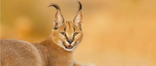 وشق يقتحم منزل أسرة ليلا ويتجه نحو غرفة أطفالها