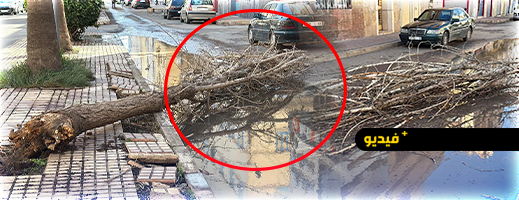 رياح قوية تخلف خسائر مادية بالناظور.. وسقوط الأشجار يطرح تساؤلات جدية