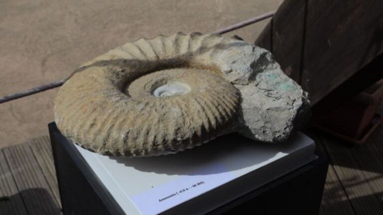 فرنسا تحجز 60 مستحاثة نادرة مهربة من المغرب