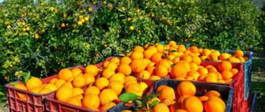 بركان والناظور تتصدران إنتاج الحوامض في الموسم الفلاحي الجاري