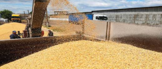 "الخبز المغربي بقمح ألماني".. انهيار تاريخي في أسعار القمح العالمية