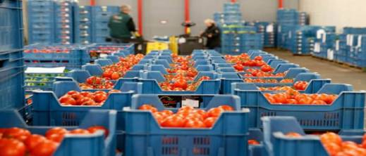 فيروسان خطيران يوقفان شحنة طماطم مغربية وتركية في روسيا