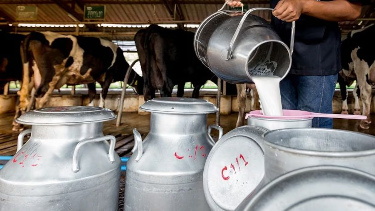 لماذا لا يدخل الحليب المغربي إلى أسواق الاتحاد الأوروبي؟ توضيحات إسبانية