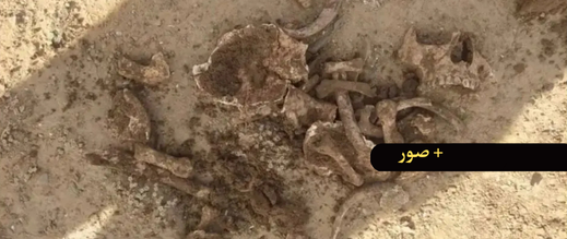 العثور على بقايا عظام بشرية أثناء حرث أرض فلاحية يستنفر السلطات