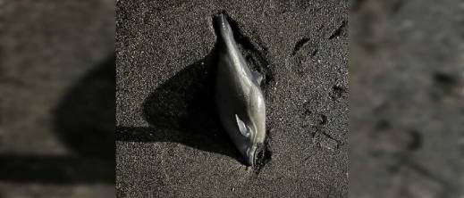 دولفين مشوه بسبتة يفضح "مافيا" الشباك المحرمة في المغرب