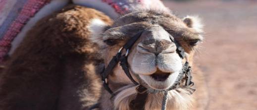 "فيروس الإبل" القاتل تحت المجهر.. هل يهدد ميرس المعتمرين المغاربة؟