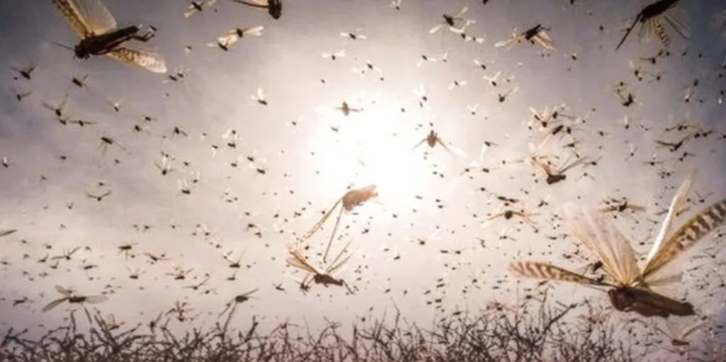 تحذير أممي من تصاعد خطر الجراد ووصوله إلى المغرب