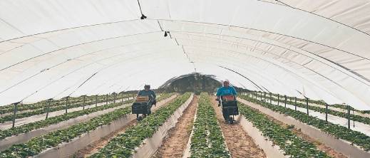 وصول أزيد من 1000 عاملة موسمية مغربية إلى هويلفا لجني الفراولة