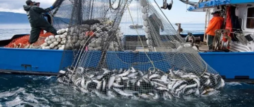 فالنسيا تتهم مدريد: استيراد السمك من المغرب يهدد الصيادين الإسبان