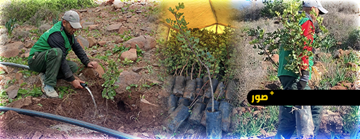 مارشيكا ميد تطلق عملية تشجير جديدة لتعزيز الغطاء النباتي بأطاليون