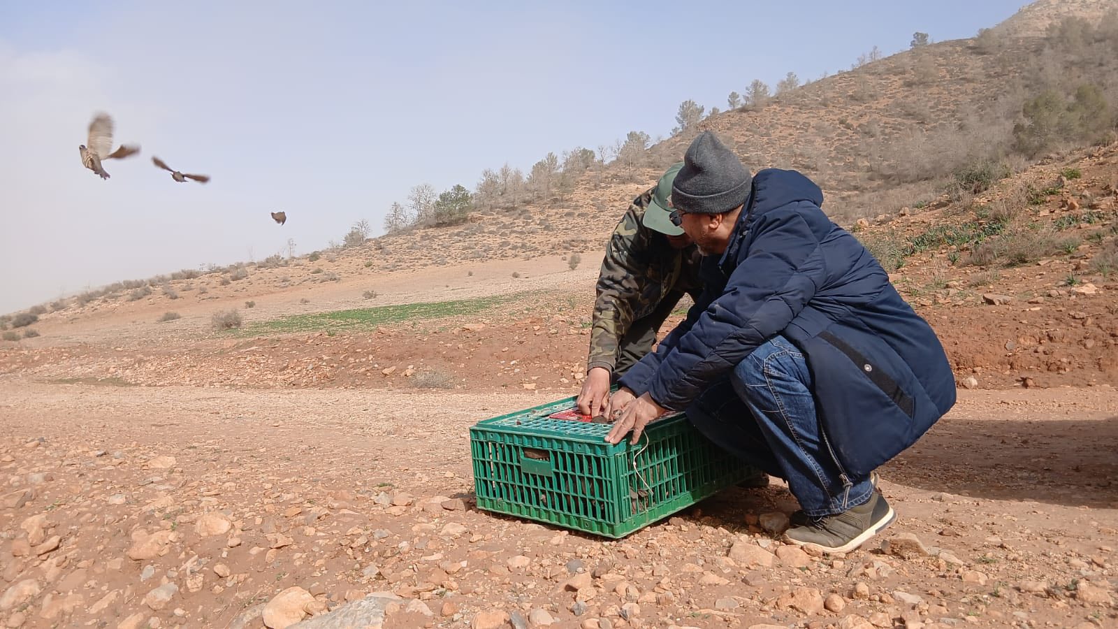 بما في ذلك إقليم الناظور.. إعادة إعمار المحميات بالجهة الشرقية عبر إطلاق الآلاف من طيور الحجل