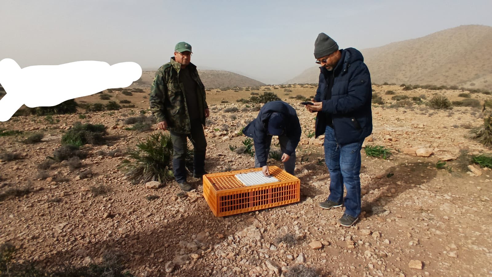 بما في ذلك إقليم الناظور.. إعادة إعمار المحميات بالجهة الشرقية عبر إطلاق الآلاف من طيور الحجل