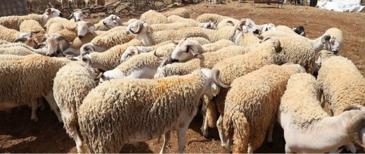 بوعرك.. إقصاء يطال تعاونيات نسائية من دعم “الكساب” يثير تساؤلات حول الشفافية والإنصاف