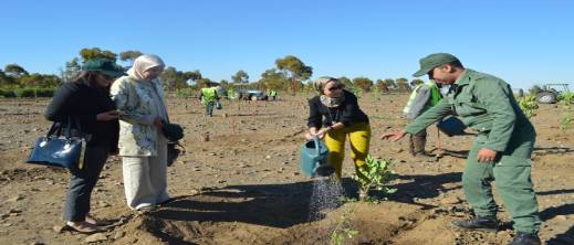 أرقام صادمة عن التشجير بالمغرب: 56٪ فقط نسبة النجاح لهذا السبب