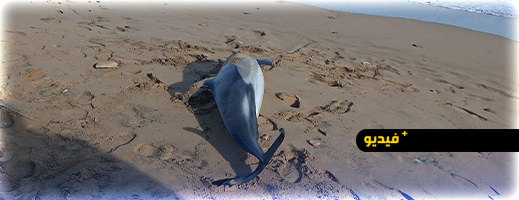 نفوق دلفين ضخم على شاطئ أركمان بالناظور