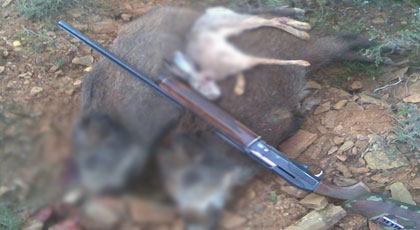 ساكنة الدواوير المحاذية لغابة جبل القرن يطالبون بتظيم عمليات إحاشة للقضاء على الخنزير البري‎