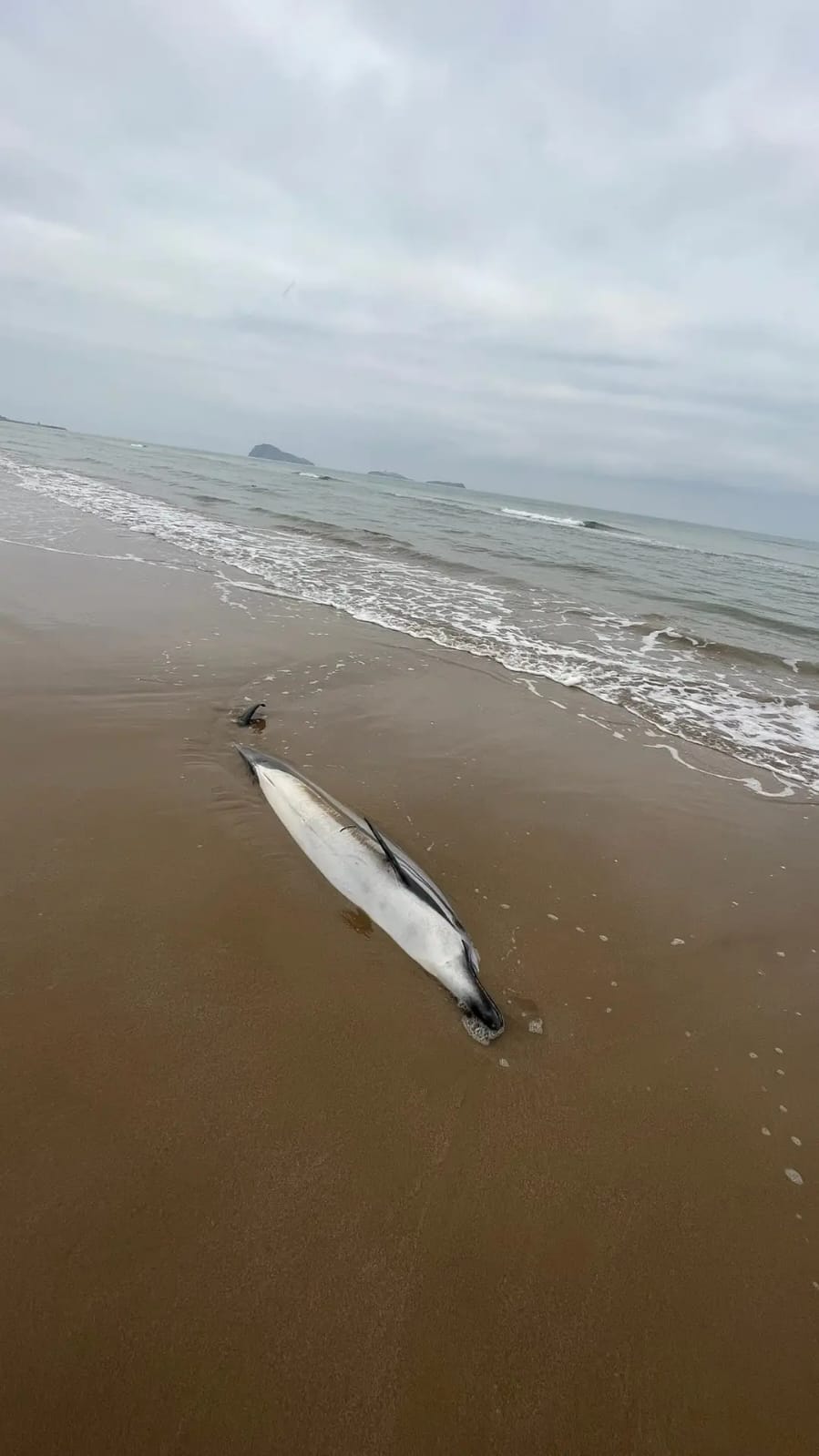 شاهدوا.. دلفين نافق يلفظه بحر رأس الماء.. ظاهرة تتجدد بسواحل الناظور