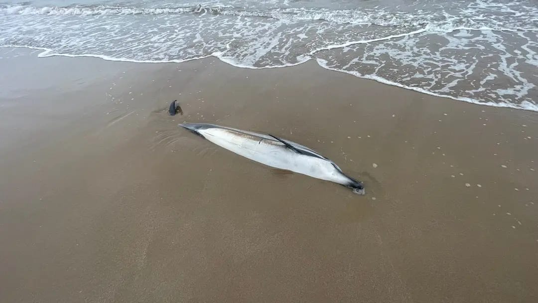 شاهدوا.. دلفين نافق يلفظه بحر رأس الماء.. ظاهرة تتجدد بسواحل الناظور