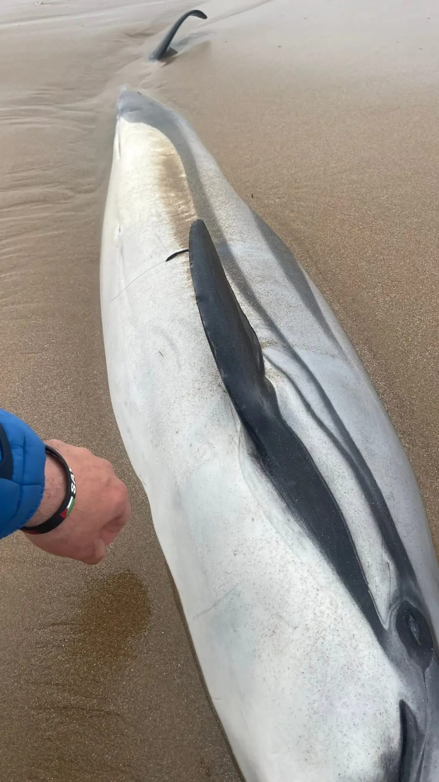 شاهدوا.. دلفين نافق يلفظه بحر رأس الماء.. ظاهرة تتجدد بسواحل الناظور