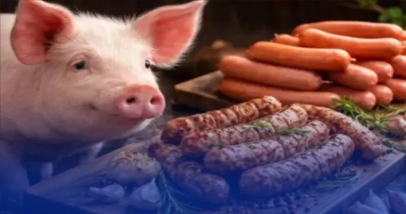 طمأنة رسمية للمغاربة.. أمعاء الخنزير المستوردة مخصصة للتصدير فقط