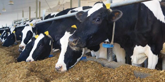 وزارة الفلاحة تكشف حصيلة مكافحة سل الأبقار وتدعو للحذر