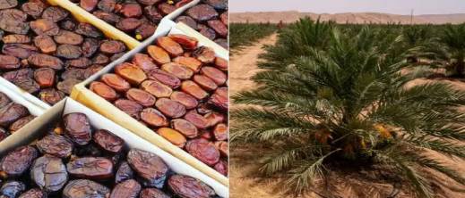 المغرب يستهلك أكثر من 200 ألف طن من التمور سنويا.. وهذا موعد تحقيق الاكتفاء الذاتي